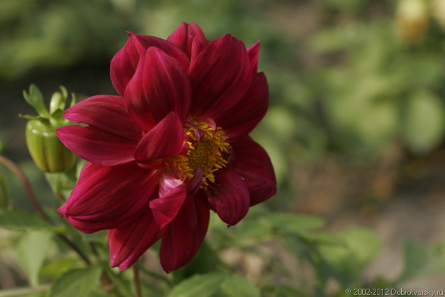 Красный красивый цветок