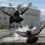 Дмитровские голуби