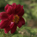 Красный красивый цветок